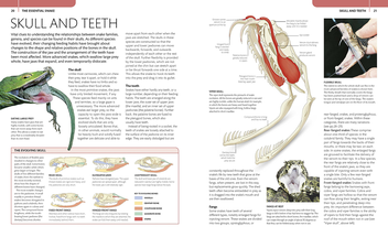 Бумажная книга «Snake. The Essential Visual Guide», автор Крис Маттисон - фото №5 - миниатюра