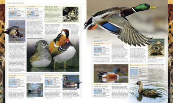 Бумажная книга «Illustrated Encyclopedia of Birds», автор Бен Хоар - фото №4 - миниатюра