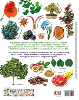 Бумажная книга «Trees, Leaves, Flowers and Seeds. A visual encyclopedia of the plant kingdom», автор Сара Хосе - фото №2 - миниатюра