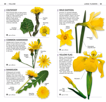 Паперова книга «What's that Flower? The Simplest ID Guide Ever» - фото №6 - мініатюра