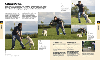 Паперова книга «How to Train a Superpup. Unleash your puppy's potential», автор Гвен Бейлі - фото №3 - мініатюра