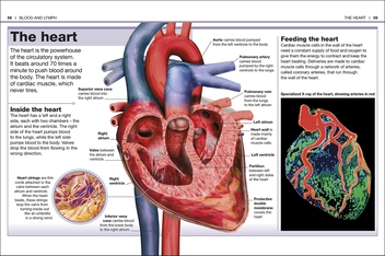 Паперова книга «Pocket Eyewitness Human Body. Facts at Your Fingertips» - фото №4 - мініатюра