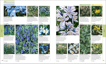 Бумажная книга «RHS Encyclopedia Of Plants and Flowers», автор Кристофер Брикелл - фото №5 - миниатюра