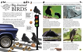 Бумажная книга «Everything You Need to Know About Birds» - фото №5 - миниатюра