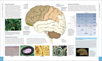 Паперова книга «The Brain Book. An Illustrated Guide to its Structure, Functions, and Disorders », авторів Стів Паркер, Ріта Картер, Сьюзан Олдрідж, Мартін Пейдж - фото №8 - мініатюра