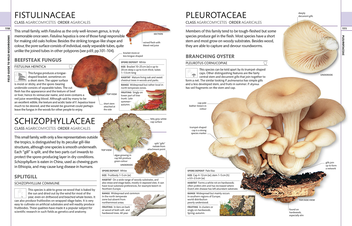 Бумажная книга «Mushrooms & Toadstools. The Illustrated Guide to Fungi» - фото №3 - миниатюра