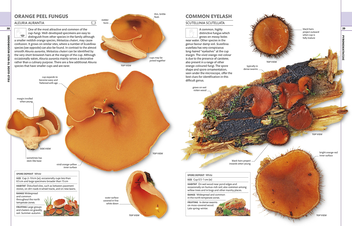 Бумажная книга «Mushrooms & Toadstools. The Illustrated Guide to Fungi» - фото №4 - миниатюра