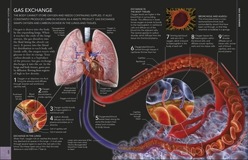 Бумажная книга «The Concise Human Body Book. An illustrated guide to its structure, function and disorders» - фото №6 - миниатюра