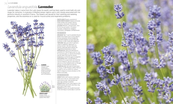 Бумажная книга «Neal's Yard Remedies Cook, Brew and Blend Your Own Herbs» - фото №5 - миниатюра