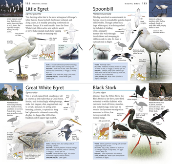 Бумажная книга «RSPB Pocket Birds of Britain and Europe» - фото №5 - миниатюра