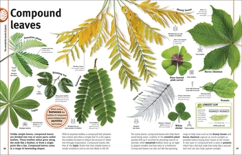 Бумажная книга «Trees, Leaves, Flowers and Seeds. A visual encyclopedia of the plant kingdom», автор Сара Хосе - фото №6 - миниатюра