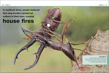 Бумажная книга «Pocket Eyewitness Insects. Facts at Your Fingertips» - фото №4 - миниатюра