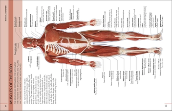 Бумажная книга «The Concise Human Body Book. An illustrated guide to its structure, function and disorders» - фото №7 - миниатюра