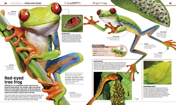 Паперова книга «Knowledge Encyclopedia Animal!» - фото №5 - мініатюра