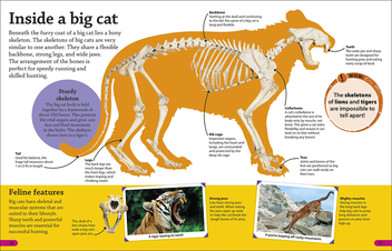 Бумажная книга «DKfindout! Big Cats » - фото №5 - миниатюра