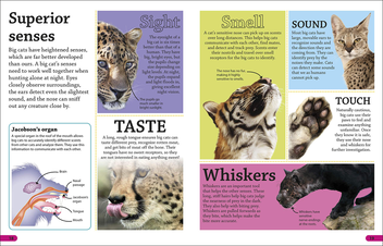 Бумажная книга «DKfindout! Big Cats » - фото №6 - миниатюра