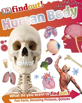 Паперова книга «DKfindout! Human Body» - фото №1 - мініатюра