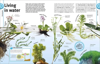 Бумажная книга «Trees, Leaves, Flowers and Seeds. A visual encyclopedia of the plant kingdom», автор Сара Хосе - фото №7 - миниатюра