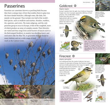 Бумажная книга «RSPB Pocket Birds of Britain and Europe» - фото №6 - миниатюра