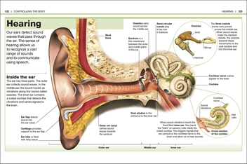 Паперова книга «Pocket Eyewitness Human Body. Facts at Your Fingertips» - фото №6 - мініатюра