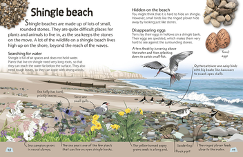 Бумажная книга «Seashore. Explore Nature with Fun Facts and Activities» - фото №5 - миниатюра