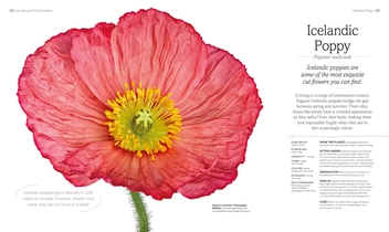 Бумажная книга «The Flower Book. Natural Flower Arrangements for Your Home», автор Рейчел Зигфрид - фото №5 - миниатюра