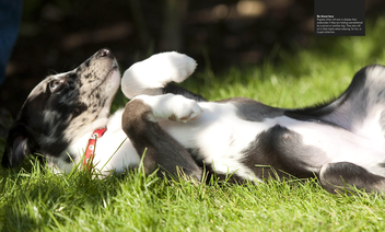Паперова книга «How to Train a Superpup. Unleash your puppy's potential», автор Гвен Бейлі - фото №5 - мініатюра
