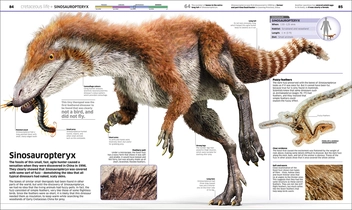 Бумажная книга «Knowledge Encyclopedia Dinosaur! Over 60 Prehistoric Creatures as You've Never Seen Them Before» - фото №8 - миниатюра