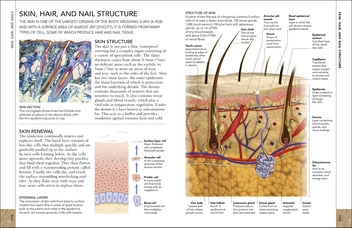 Бумажная книга «The Concise Human Body Book. An illustrated guide to its structure, function and disorders» - фото №8 - миниатюра