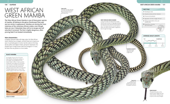 Бумажная книга «Snake. The Essential Visual Guide», автор Крис Маттисон - фото №3 - миниатюра