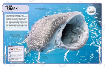 Бумажная книга «Sharks and Other Deadly Ocean Creatures. Visual Encyclopedia» - фото №5 - миниатюра