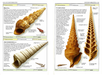 Бумажная книга «Fossils» - фото №4 - миниатюра