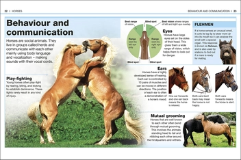 Бумажная книга «Horses. Facts at Your Fingertips» - фото №4 - миниатюра