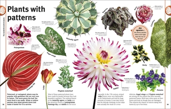Бумажная книга «Trees, Leaves, Flowers and Seeds. A visual encyclopedia of the plant kingdom», автор Сара Хосе - фото №8 - миниатюра