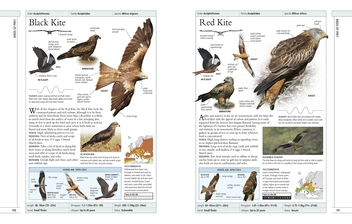 Бумажная книга «RSPB Complete Birds of Britain and Europe», автор Роб Хьюм - фото №4 - миниатюра