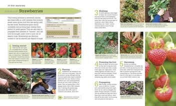 Бумажная книга «RHS Step-by-Step Veg Patch», автор Люси Халсолл - фото №4 - миниатюра