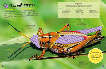 Бумажная книга «Bugs», автор Энн Кей - фото №7 - миниатюра