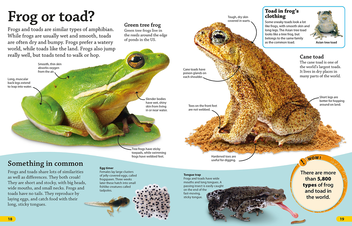 Бумажная книга «Dkfindout! Reptiles and Amphibians» - фото №7 - миниатюра