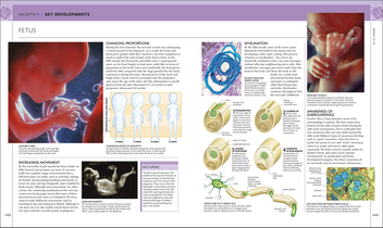 Бумажная книга «The Science of Pregnancy. The Complete Illustrated Guide from Conception to Birth» - фото №7 - миниатюра
