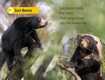 Паперова книга «Jungle Animals. Discover the Secrets of the Jungle! » - фото №6 - мініатюра