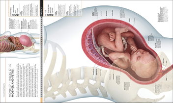 Бумажная книга «The Science of Pregnancy. The Complete Illustrated Guide from Conception to Birth» - фото №8 - миниатюра