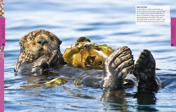 Бумажная книга «Ocean A Children's Encyclopedia» - фото №5 - миниатюра