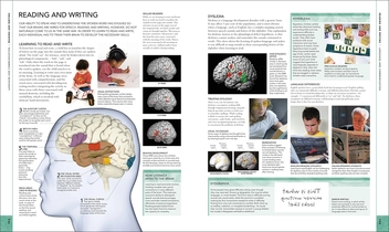Паперова книга «The Brain Book. An Illustrated Guide to its Structure, Functions, and Disorders », авторів Стів Паркер, Ріта Картер, Сьюзан Олдрідж, Мартін Пейдж - фото №9 - мініатюра