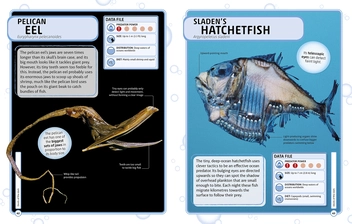 Бумажная книга «Sharks and Other Deadly Ocean Creatures. Visual Encyclopedia» - фото №6 - миниатюра