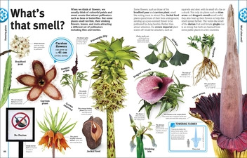 Бумажная книга «Trees, Leaves, Flowers and Seeds. A visual encyclopedia of the plant kingdom», автор Сара Хосе - фото №9 - миниатюра