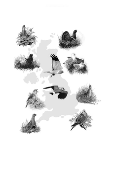 Бумажная книга «In Search of One Last Song. Britain’s Disappearing Birds and the People Trying to Save Them», автор Патрик Гелбрейт - фото №4 - миниатюра