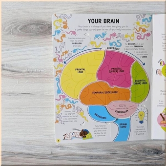 Бумажная книга «Lift-the-Flap How Your Body Works», автор Рози Диккинс - фото №4 - миниатюра