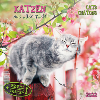 Бумажная книга «Календарь на 2022 Cats - Katzen » - фото №1 - миниатюра
