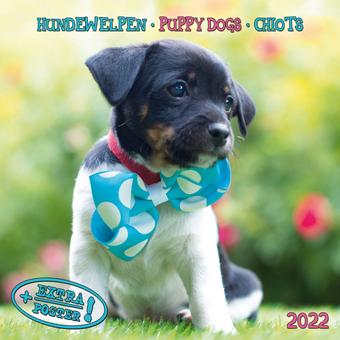 Бумажная книга «Календарь на 2022 Puppy Dogs - Hundewelpen» - фото №1 - миниатюра