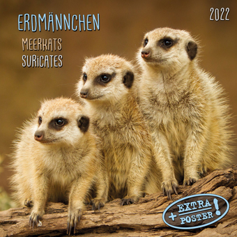 Бумажная книга «Календарь на 2022 Meerkats - Erdmännchen 2022» - фото №1 - миниатюра